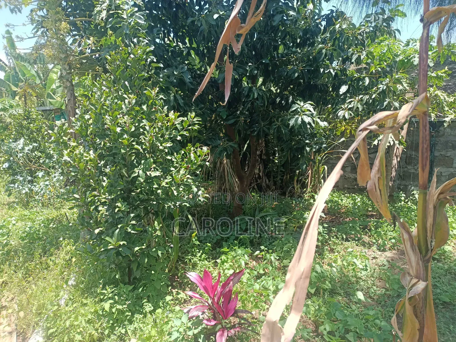 A Developed Farm Plot for Sale in Wanyororo B