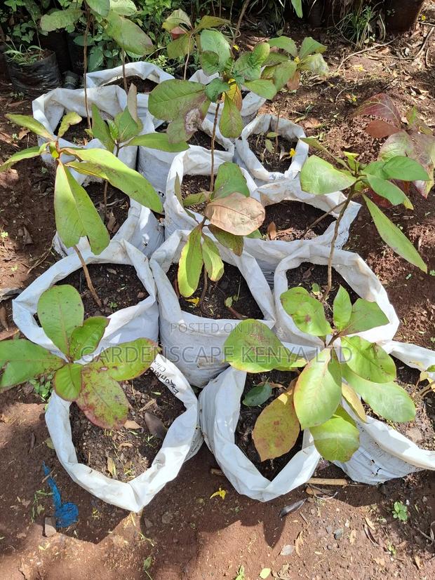 Almond Seedlings - main view