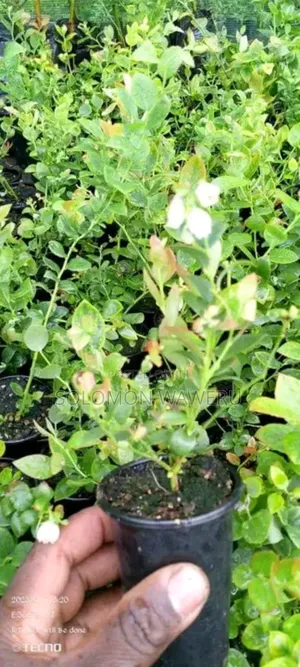 Welcome to Sowa Farm We Have the Best Quality Seedlings