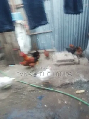 Nauza Kuku Za Kienyeji