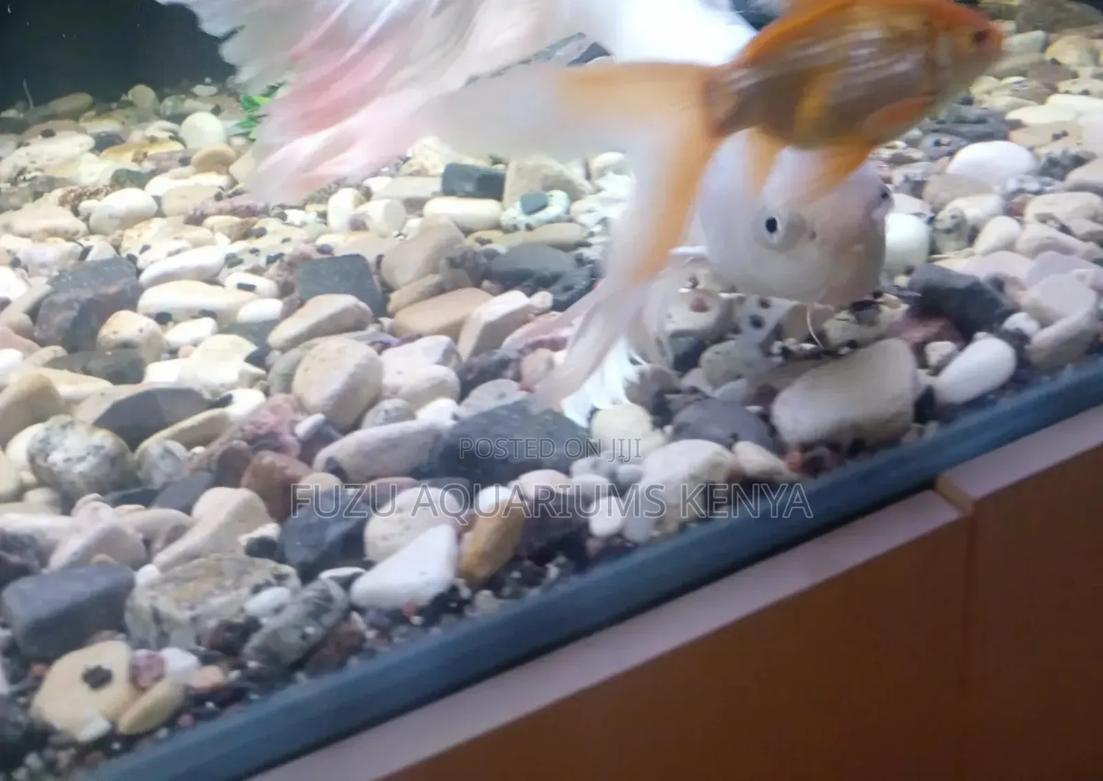 Assorted Aquarium Rocks
