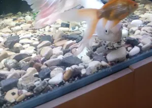 Assorted Aquarium Rocks