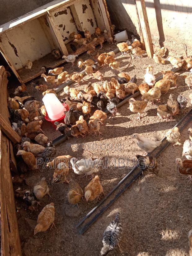 Improved Kienyeji Chicks - thumbnail 4