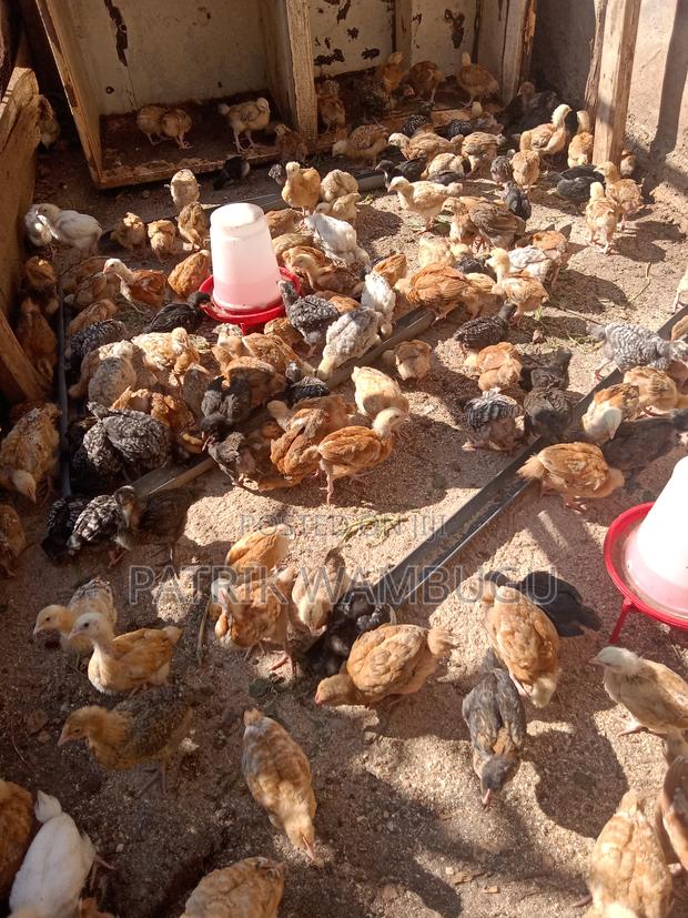 Improved Kienyeji Chicks - thumbnail 5