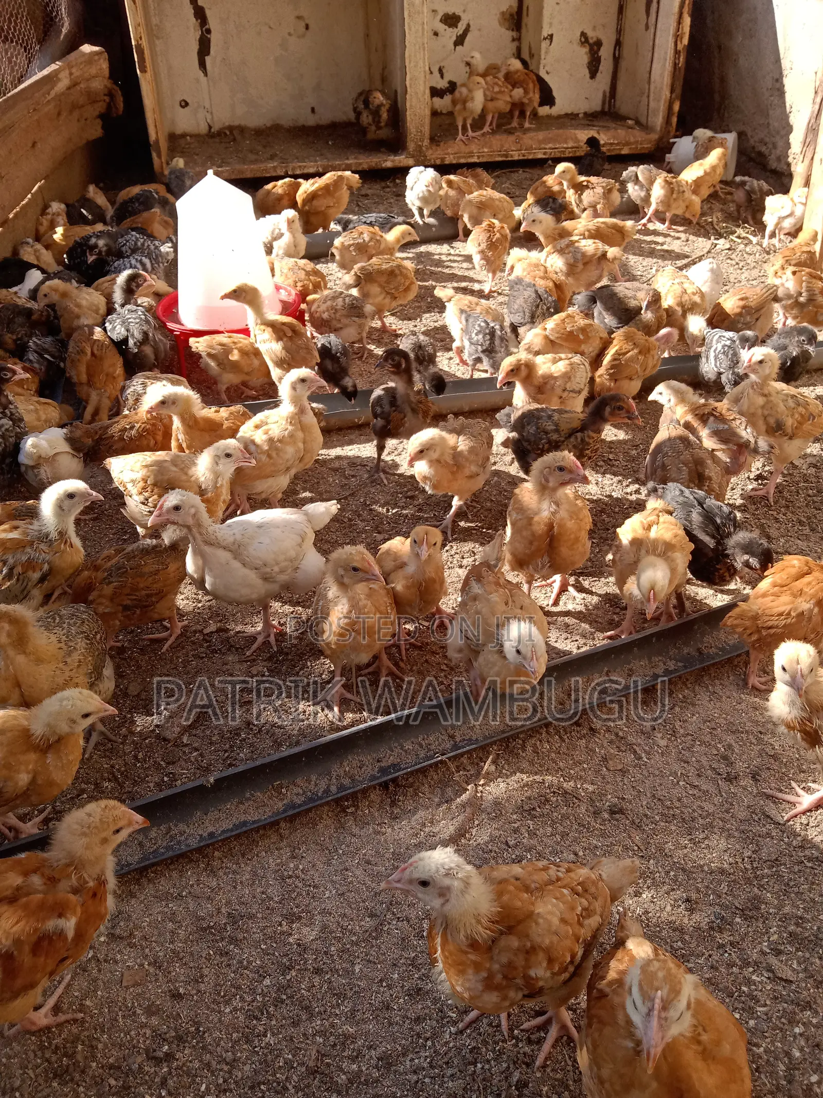 Improved Kienyeji Chicks