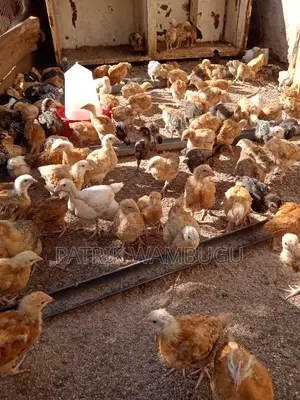 Improved Kienyeji Chicks