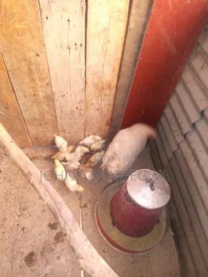 Kienyenji Chicks Ducklings