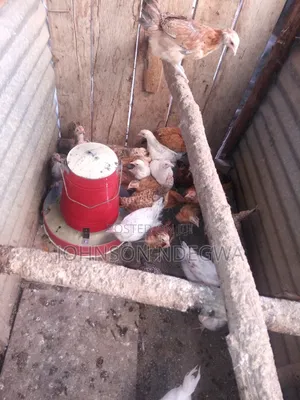 Kienyenji Chicks Ducklings
