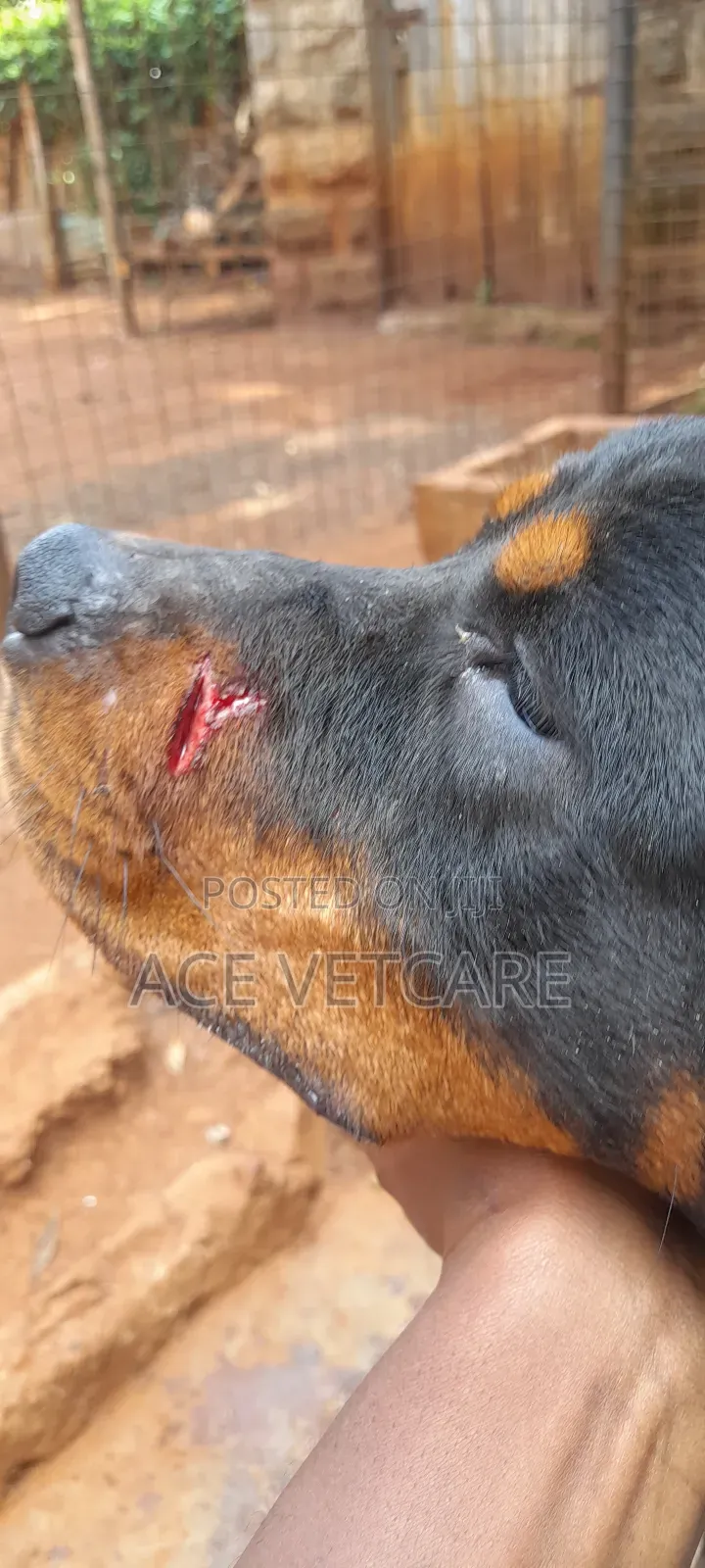 Veterinary Services and Pet Boarding