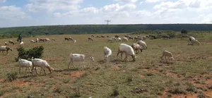 10 Acres for Sale Gwakung'u Nyahururu, With Permanent River