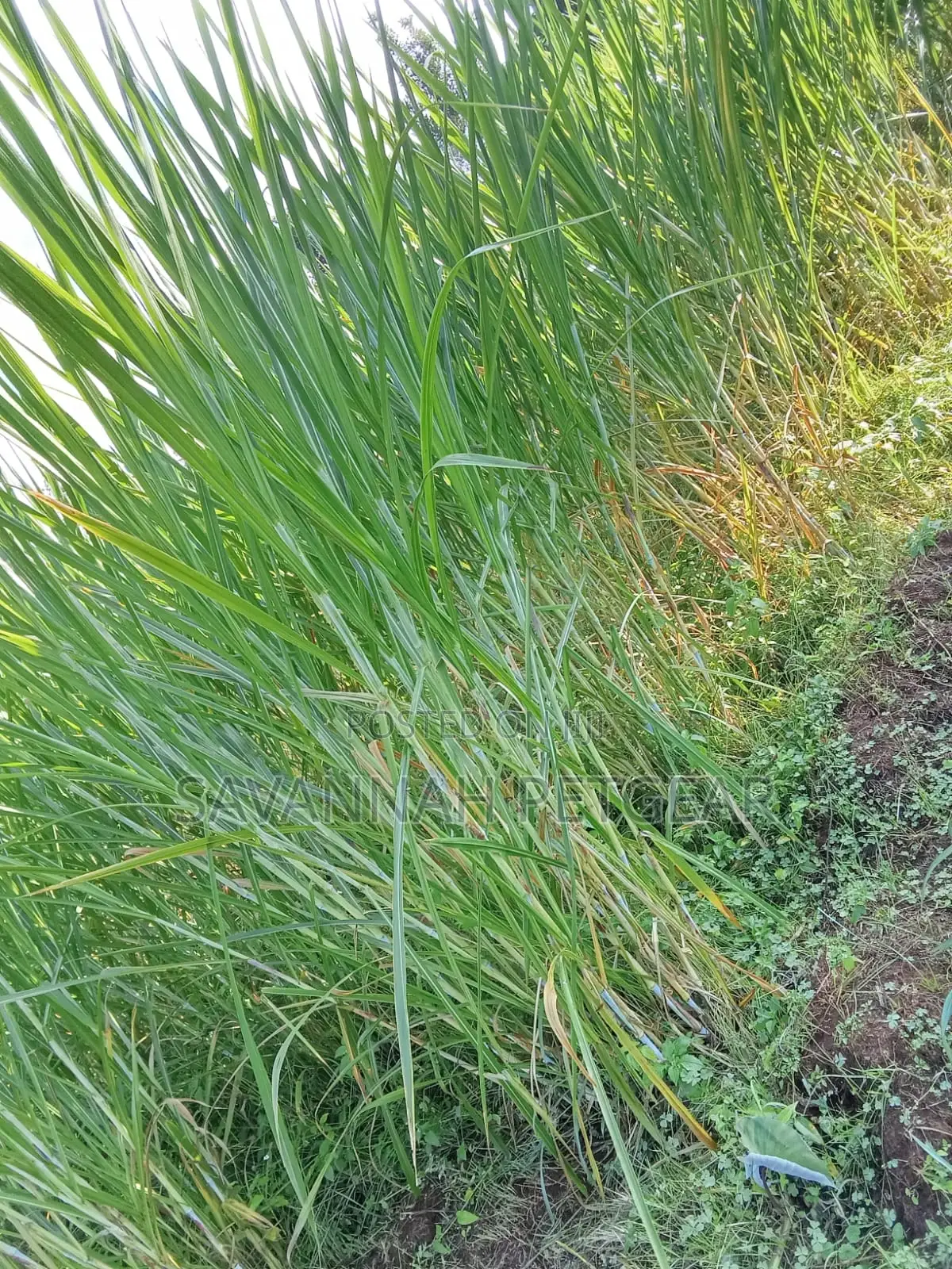 Super Hybrid Napier Grass-Pakchong - 500 Cuttings