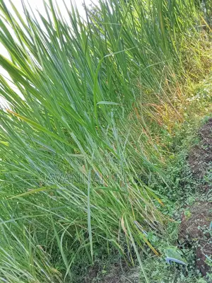 Super Hybrid Napier Grass-Pakchong - 500 Cuttings
