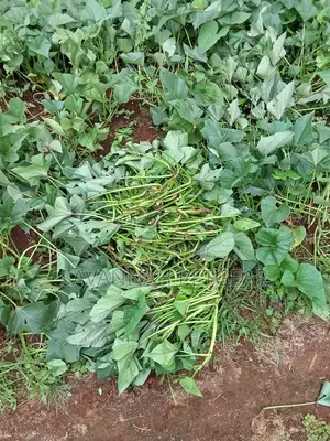 Super K Sweet Potato Vines for Animal Feeding - 500 Vines