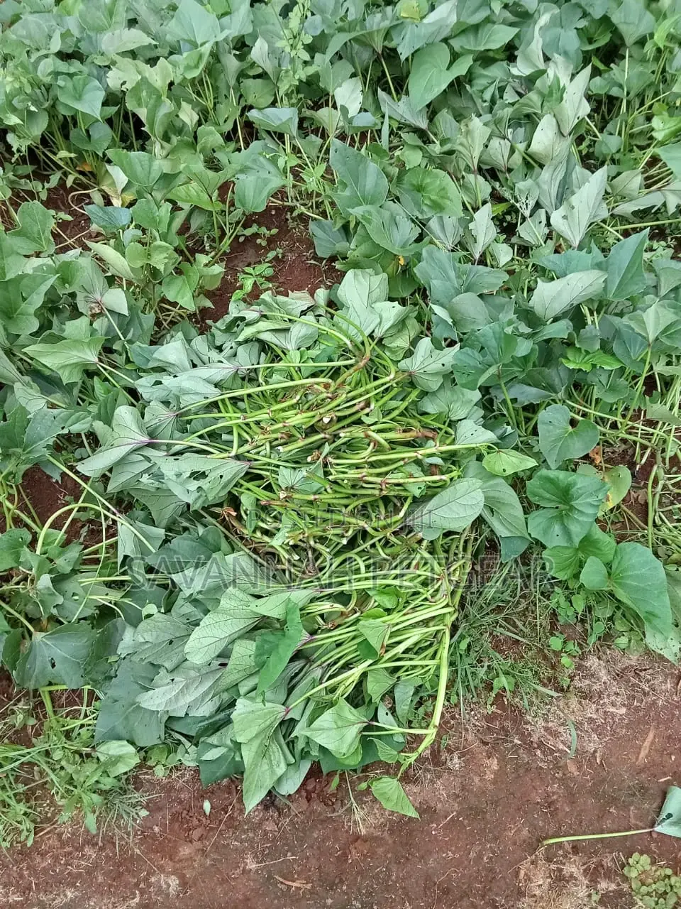 Super K Sweet Potato Vines for Animal Feeding - 500 Vines