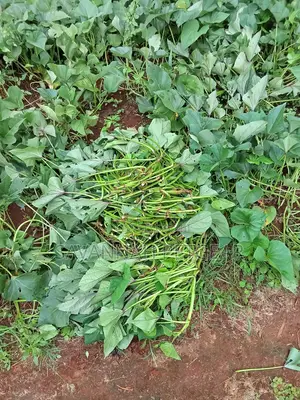 Super K Sweet Potato Vines for Animal Feeding - 500 Vines