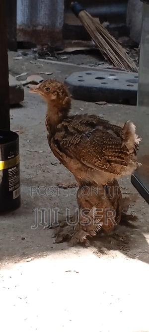 Brahma Chicks - main view