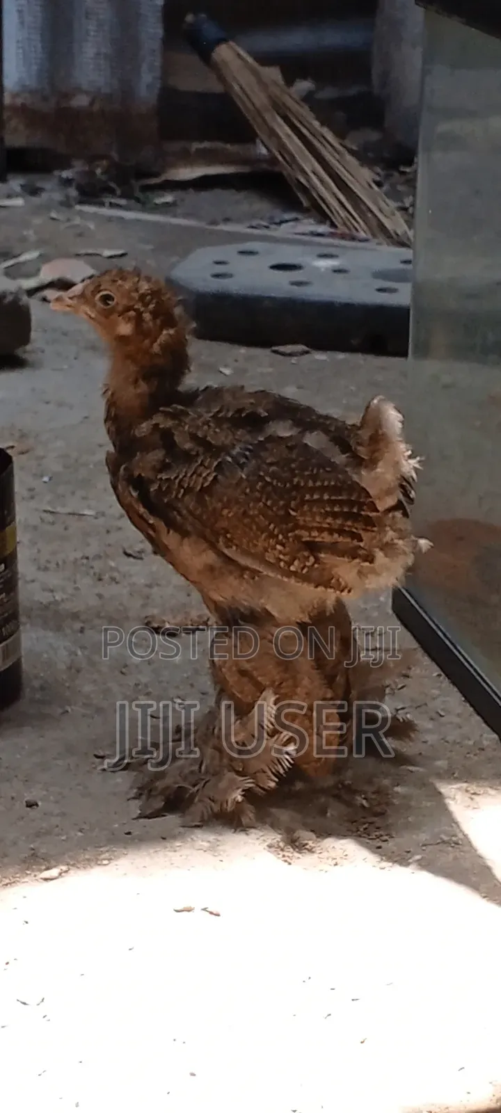 Brahma Chicks