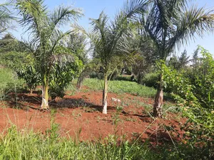 Kamiti Ridge 50 by 100 Prime Plot.