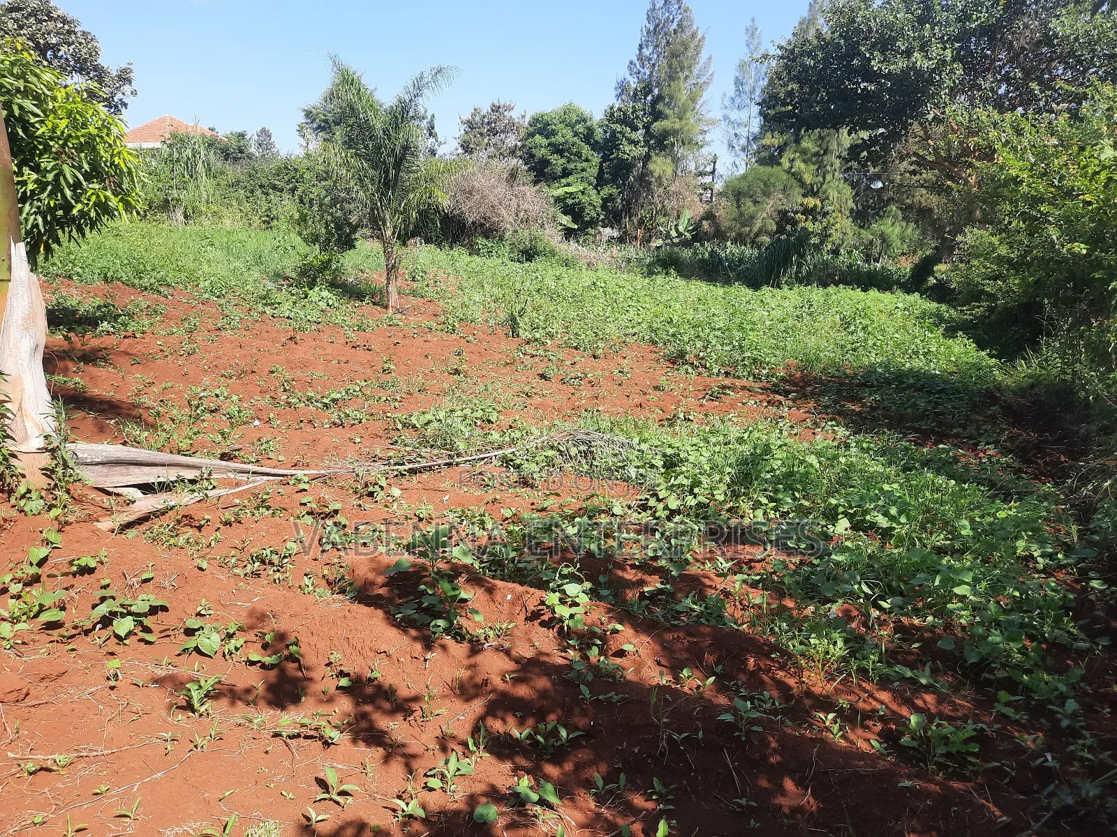 Kamiti Ridge 50 by 100 Prime Plot.