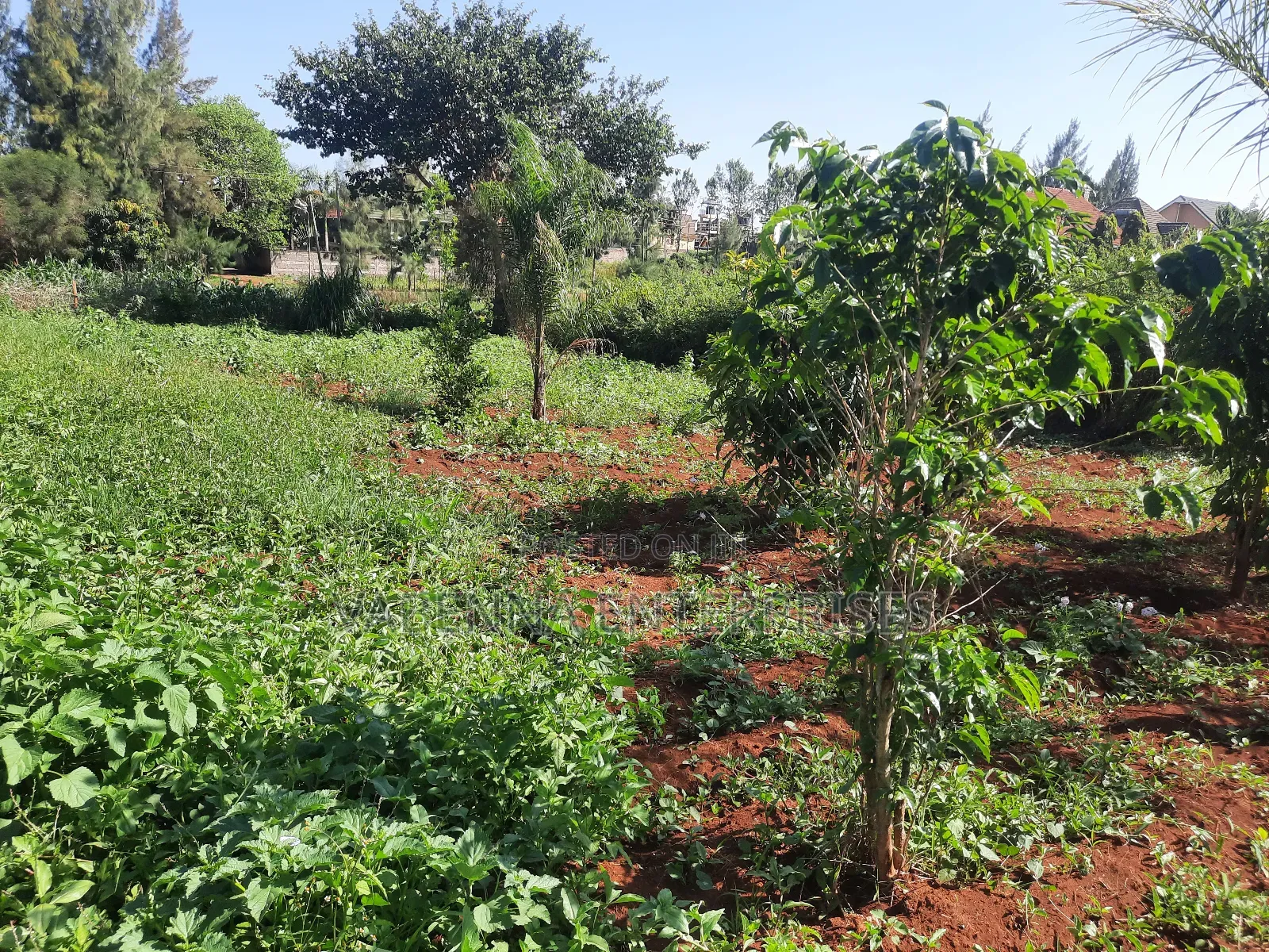 Kamiti Ridge 50 by 100 Prime Plot.