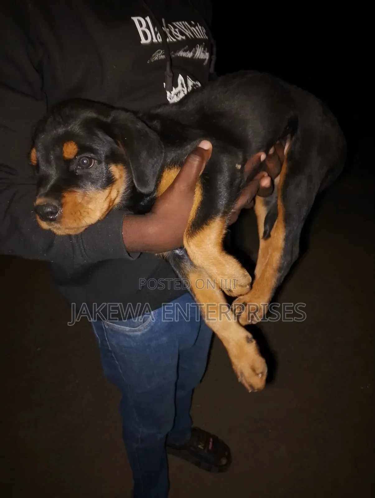 1-3 months Female Purebred Rottweiler