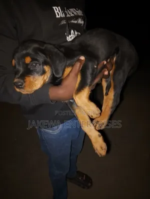 1-3 months Female Purebred Rottweiler