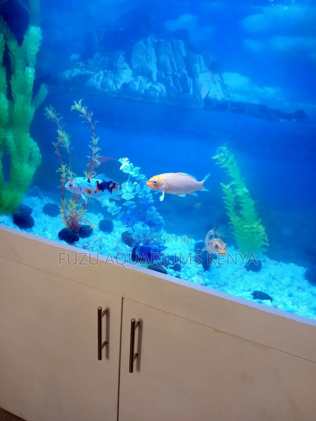Fully Equipped Brilliant White Aquarium With Cabinet
