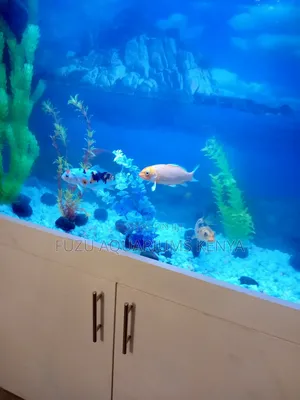 Fully Equipped Brilliant White Aquarium With Cabinet
