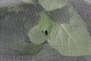 Ecocrop Insect Net – Eco-Friendly Pest Control. - main view