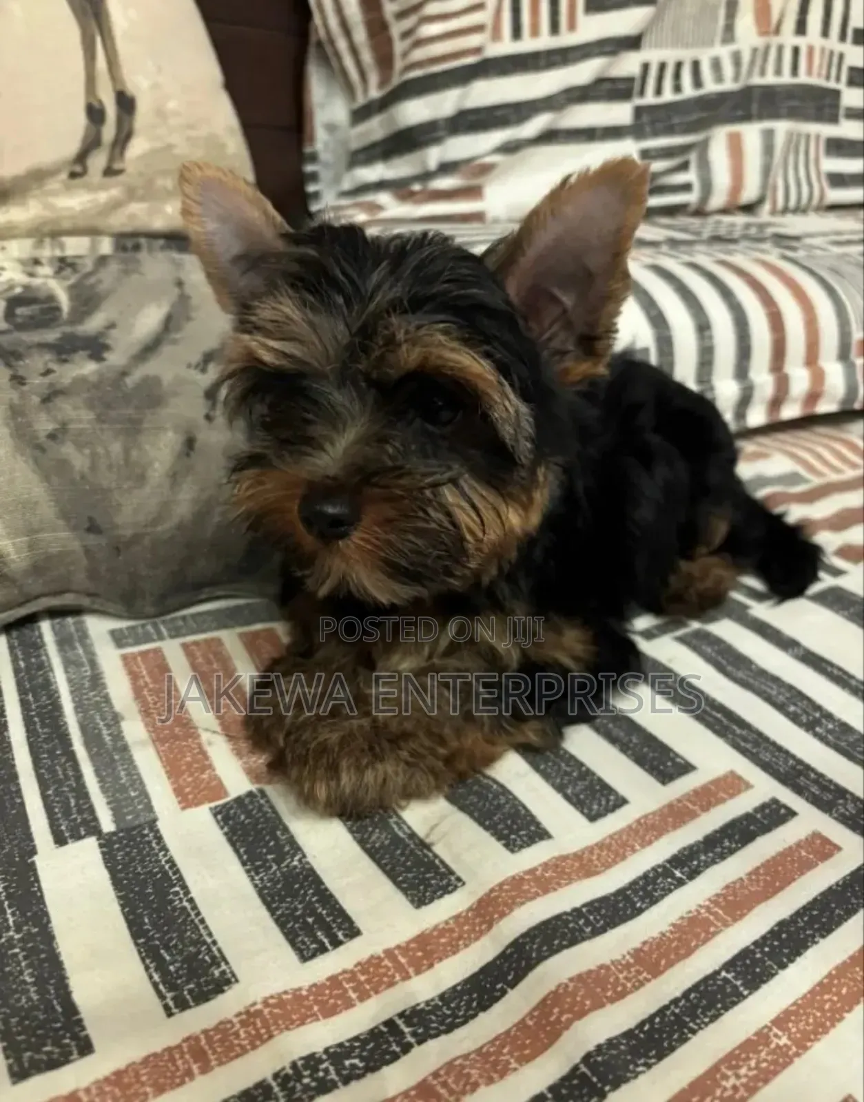 1-3 months Male Purebred Yorkshire Terrier