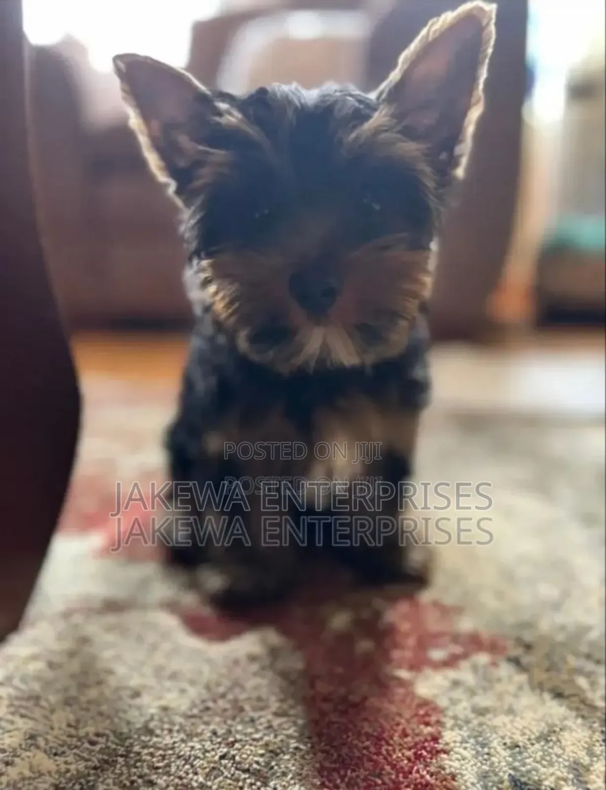 1-3 months Male Purebred Yorkshire Terrier