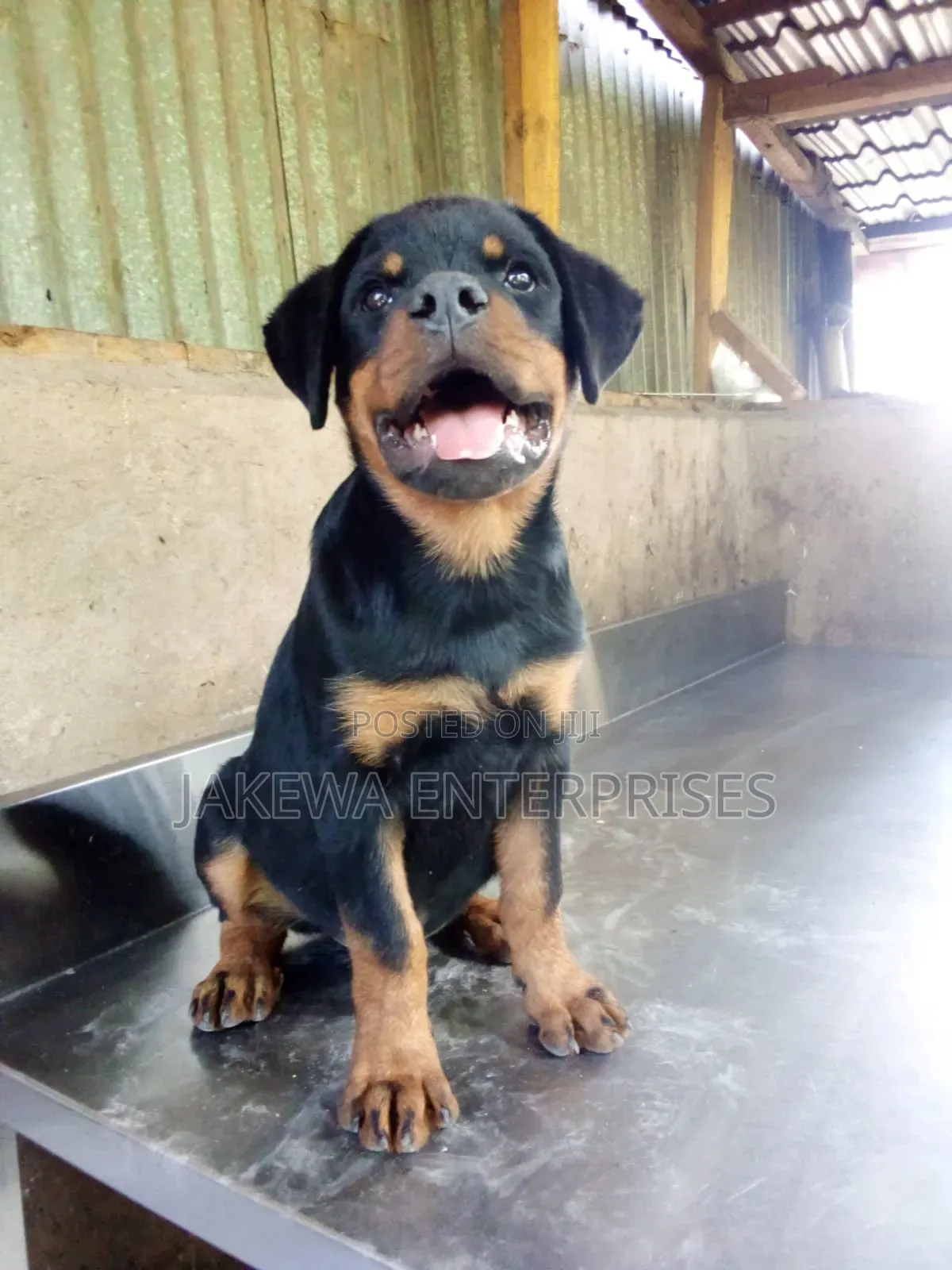 1-3 months Male Purebred Rottweiler