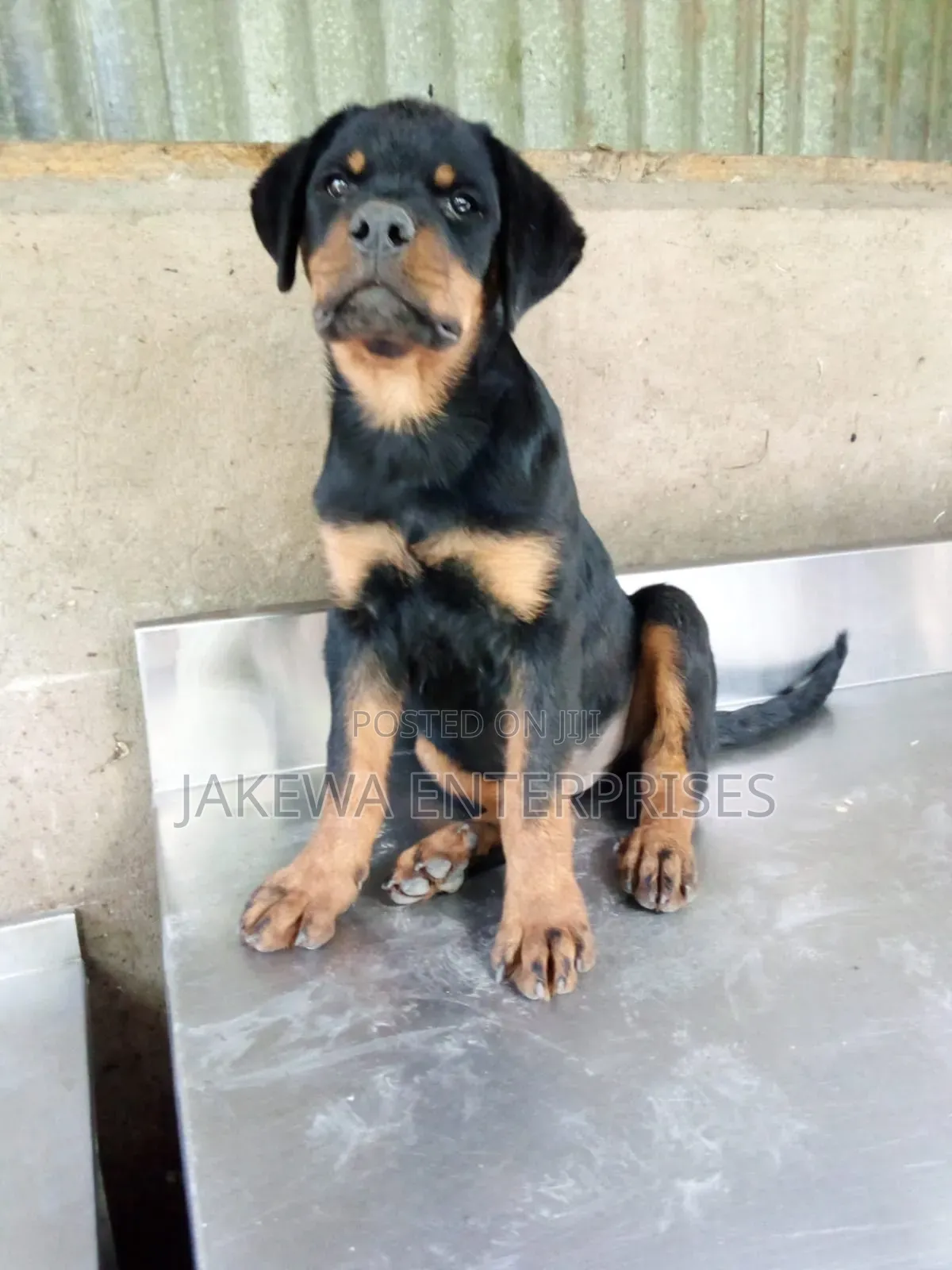 1-3 months Female Purebred Rottweiler