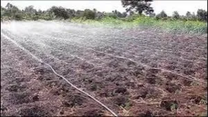 Aqualine Rain Hose – Ensures Even Water Distribution