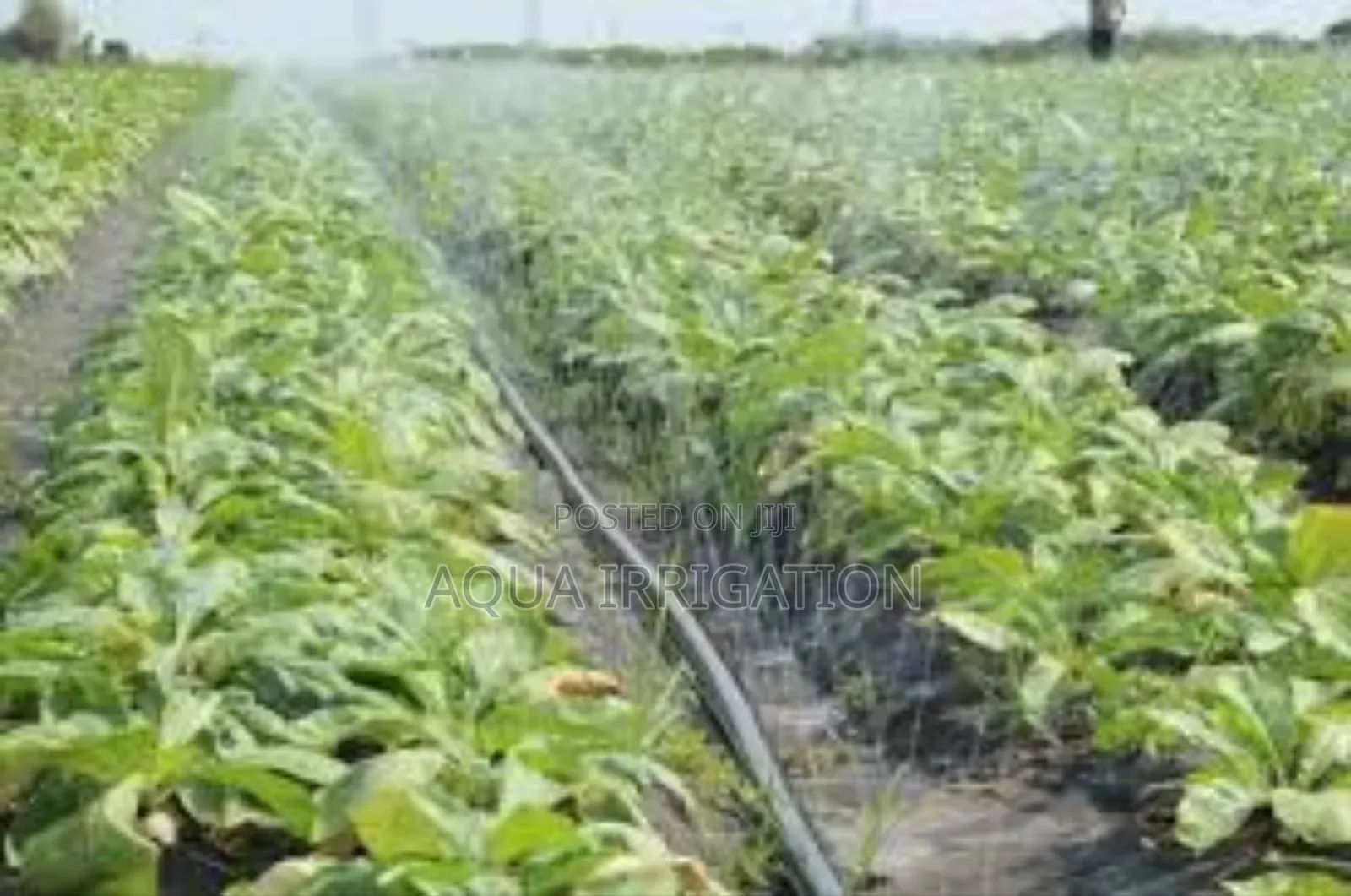 Fieldspray Rain Hose – Ideal for Open-Field Farming
