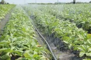 Fieldspray Rain Hose – Ideal for Open-Field Farming