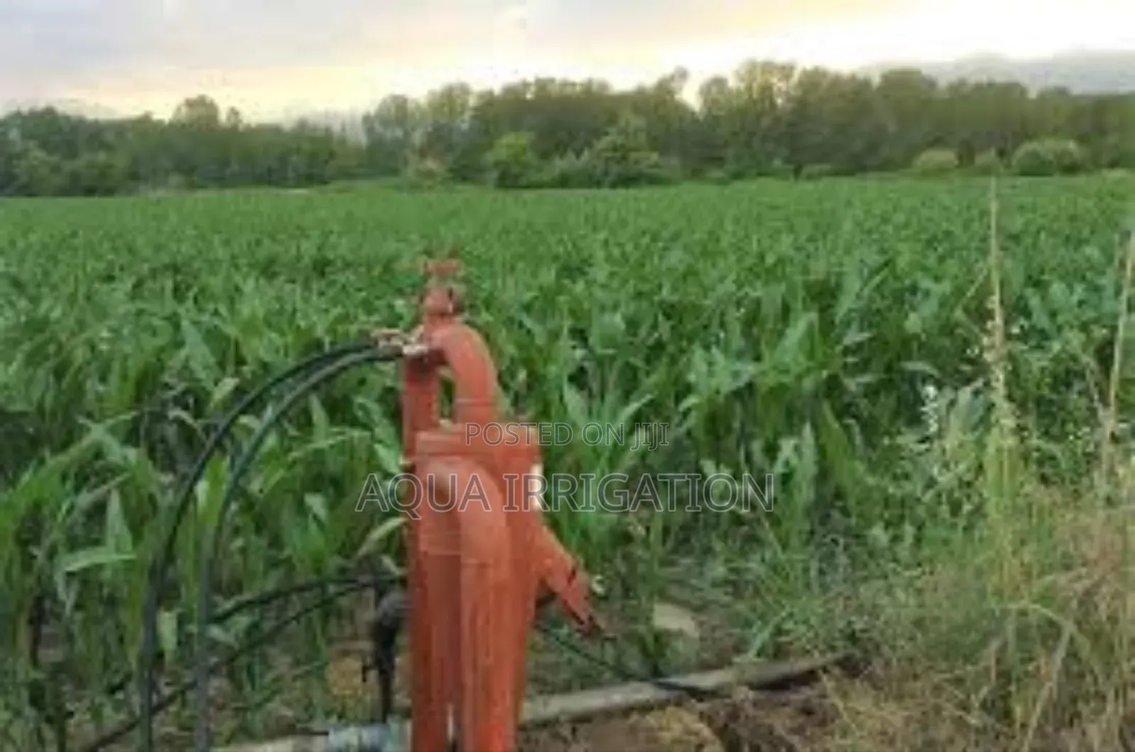 Lushline Rain Hose – Ideal for Vibrant and Healthy Growth
