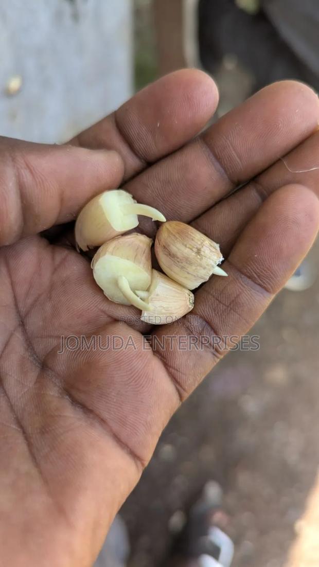 Garlic Seed - thumbnail 7