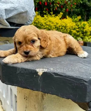 1-3 months Female Purebred Golden Retriever