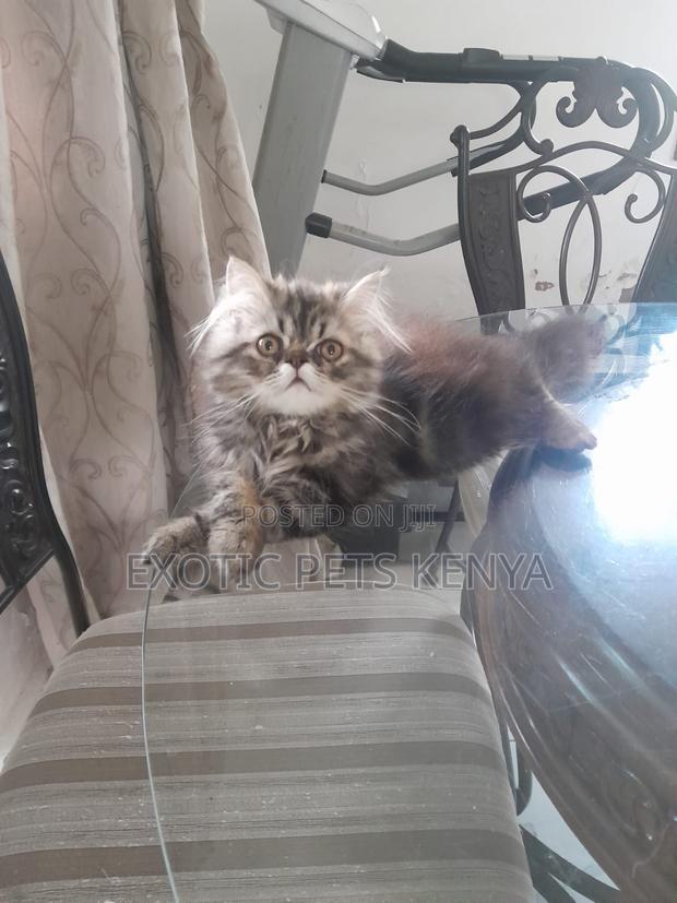 1-3 months Male Purebred Persian - main view