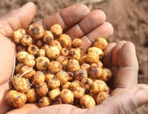 Tiger Nuts 1 Kg - thumbnail 2