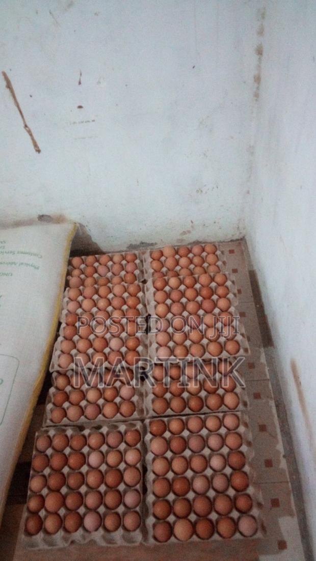 Farm Fresh Eggs Yellow Yolk Large