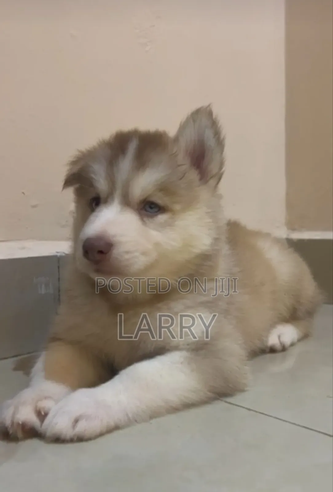 1-3 months Female Purebred Siberian Husky