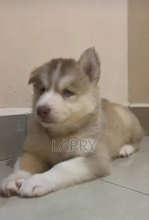 1-3 months Female Purebred Siberian Husky
