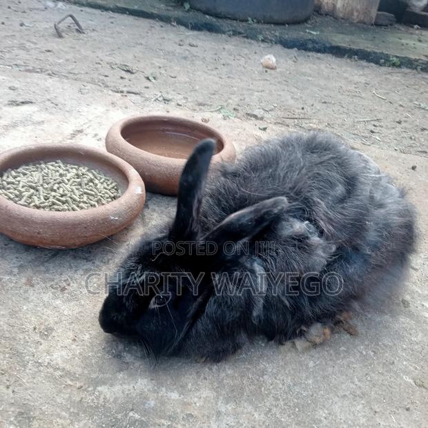 Quality Rabbits - thumbnail 10