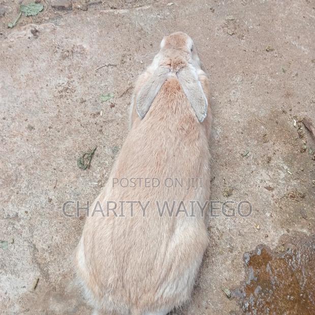 Quality Rabbits - thumbnail 11