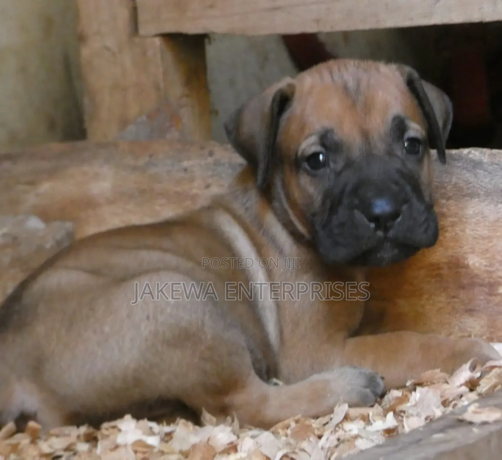 1-3 months Male Purebred Boerboel