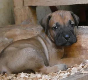 1-3 months Male Purebred Boerboel