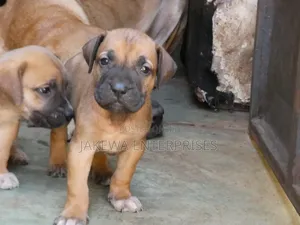 1-3 months Male Purebred Boerboel