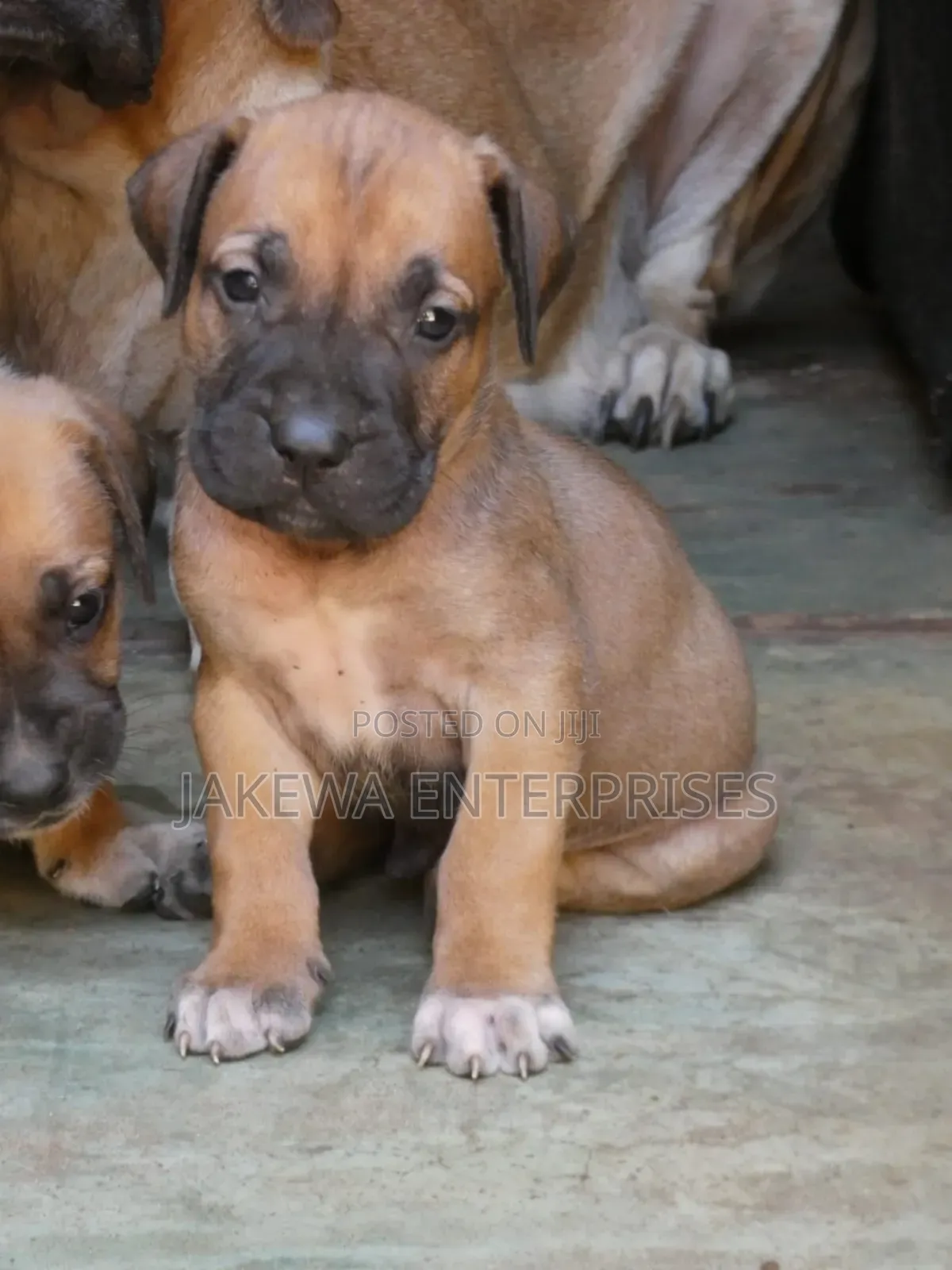 1-3 months Male Purebred Boerboel